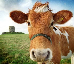 cow1.jpg